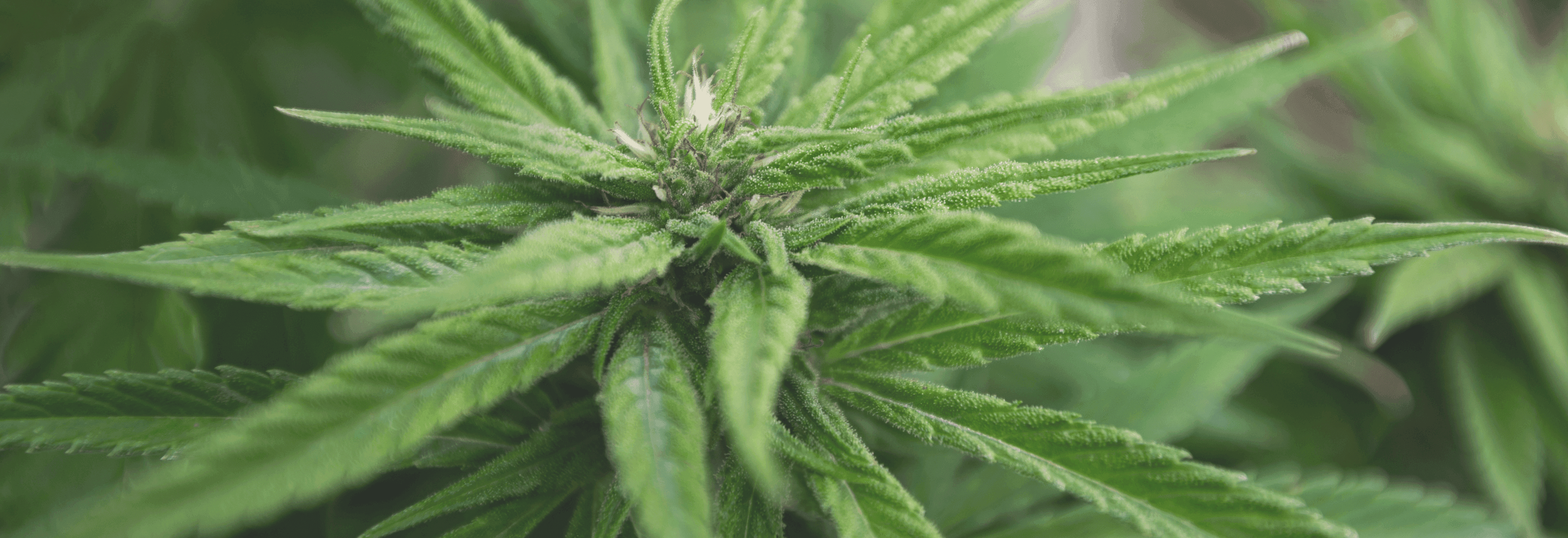 Cannabis Pflanze