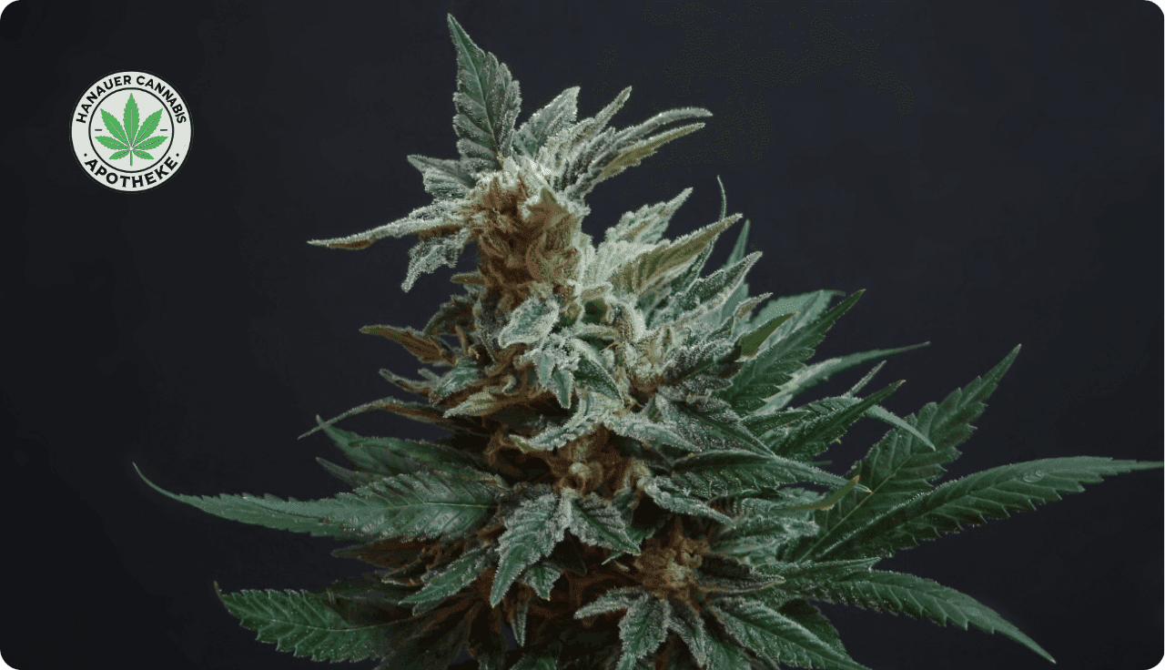 dunkelgrüne Cannabis Pflanze